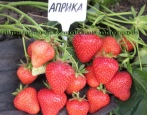 Erdbeer Aprica