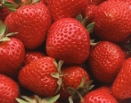 Argentera Erdbeere