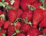 Erdbeeren Baron Solemacher