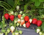 Erdbeer-Bereginya