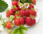 Böhmen Erdbeere
