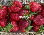Brills Erdbeere
