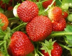 Erdbeer Tsarskoselskaya