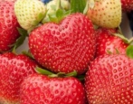 Erdbeer-Deroyal