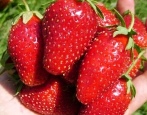 Erdbeere Wunderbar