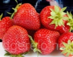 Erdbeer-Jive