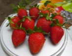 Elan Erdbeere