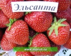 Elsanta Erdbeere