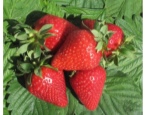 Erdbeere Amy