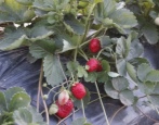 Erdbeere Everly
