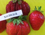 Erdbeerurlaub