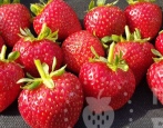 Erdbeer Cabrillo