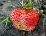 Erdbeer-Kamrad-Gewinner