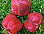 Strawberry Kiss Nellis