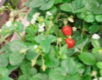 Erdbeer-Krapo 10