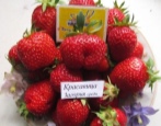 Strawberry Beauty Zagorya