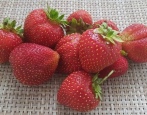 Erdbeer-Gourmet