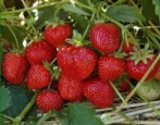 Erdbeer-Leah-Zucker