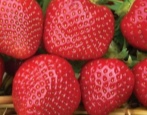 Erdbeer-Malvina