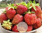 Erdbeer-Maryshka