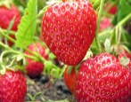 Erdbeer-Monterey