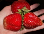 Erdbeer-Onda