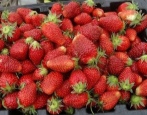 Erdbeer-Orlets