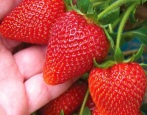 Erdbeer-Rumba