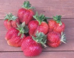 Erdbeer-Rusich