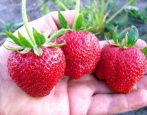 Erdbeerspargel