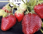 Erdbeer-Tago