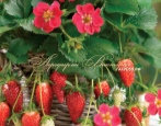 Erdbeer Toskana