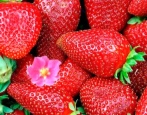 Erdbeer-Tristar