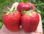 Erdbeere Wima Xim