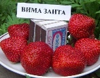 Erdbeere Vima Zanta