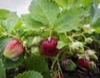 Erdbeer-Marshmallow