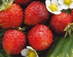 Erdbeere Alexandrina