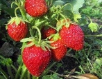 Erdbeer-Kirsch-Beere