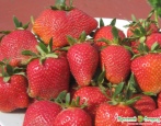 Eliane's Erdbeeren