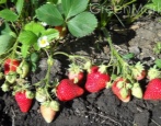 Erdbeer Evis Delight