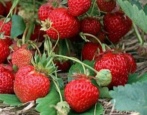 Kokinskaya frühe Erdbeere