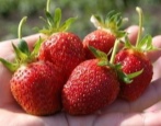 Erdbeere Kokinskaya Zarya