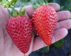 Erdbeer-Linos