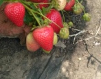 100 Jahre Erdbeer-Molling