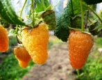 Himbeer-Orangen-Wunder