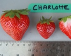 Erdbeer-Charlotte
