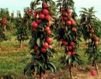 Zuilvormige appelboom Arbat