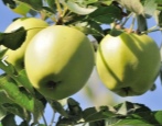 Apfelbaum Arkad