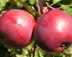 Apfelbaum belarussische Süße