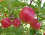 Apfelbaum Berkutovskoe